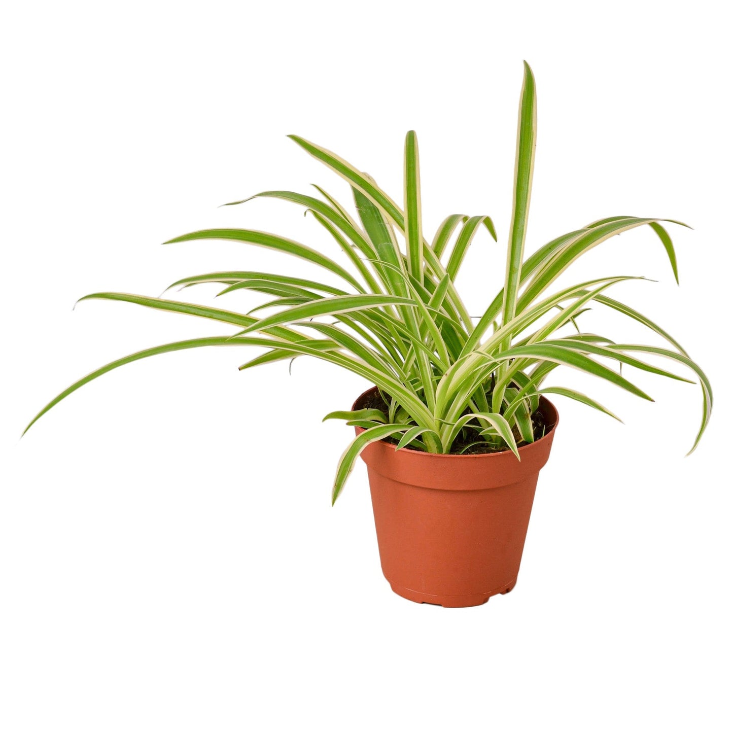 Spider Plant Reverse in 4-inch terracotta pot with variegated green and cream leaves on Tampa Home & Garden Store