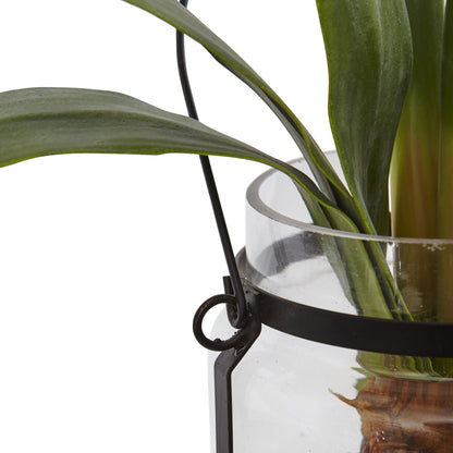 24” Amaryllis w/Vase - Tampa Home & Garden Store