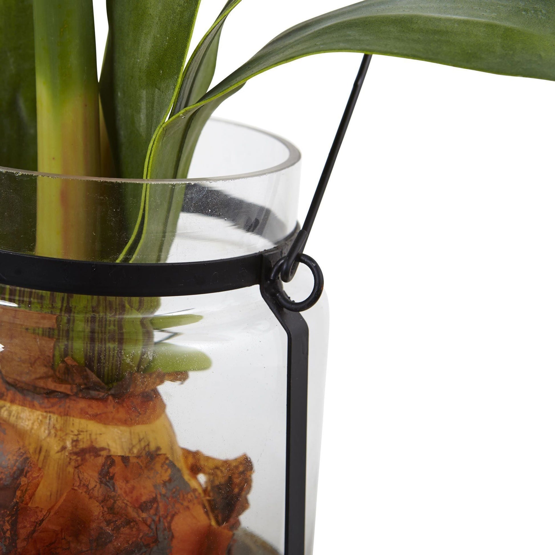 24” Amaryllis w/Vase - Tampa Home & Garden Store
