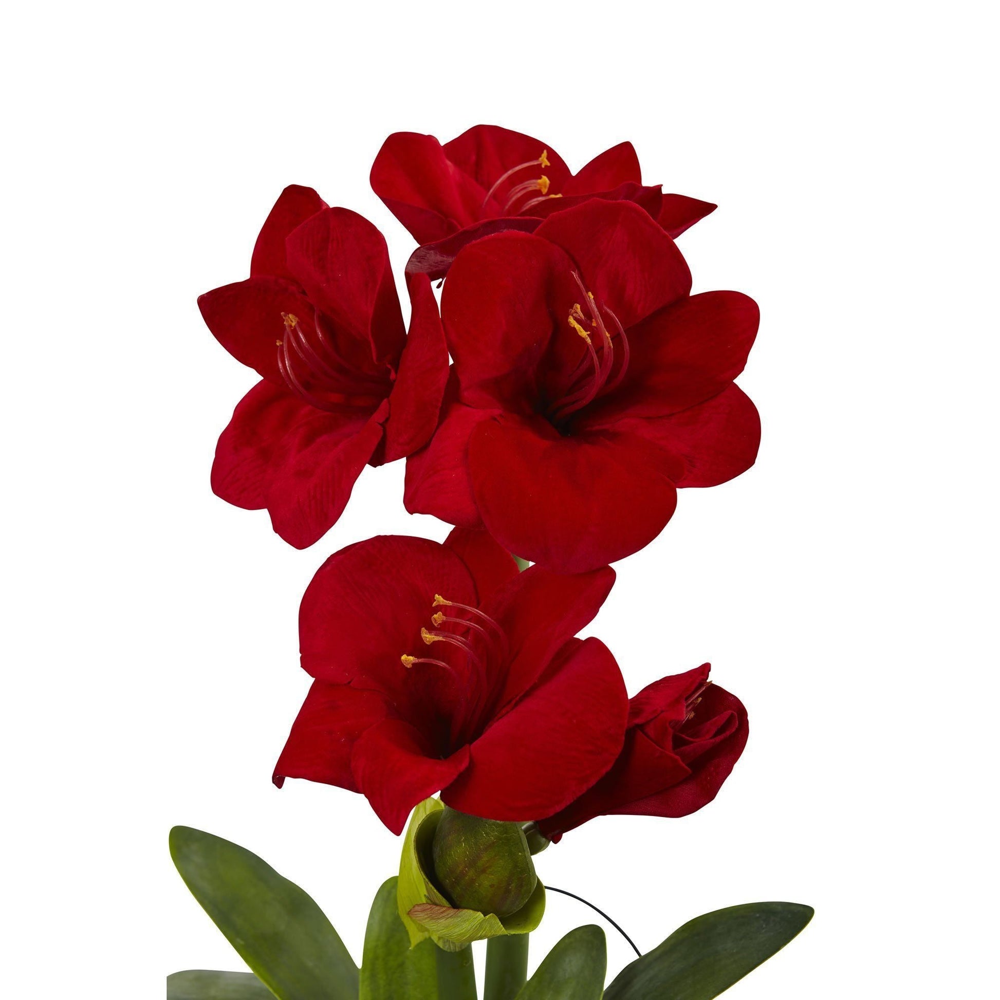 24” Amaryllis w/Vase - Tampa Home & Garden Store