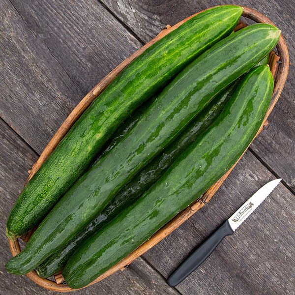 Tasty Green F1 cucumbers Seedtime Store in a wicker basket with a knife on wood on Tampa Home & Garden Store