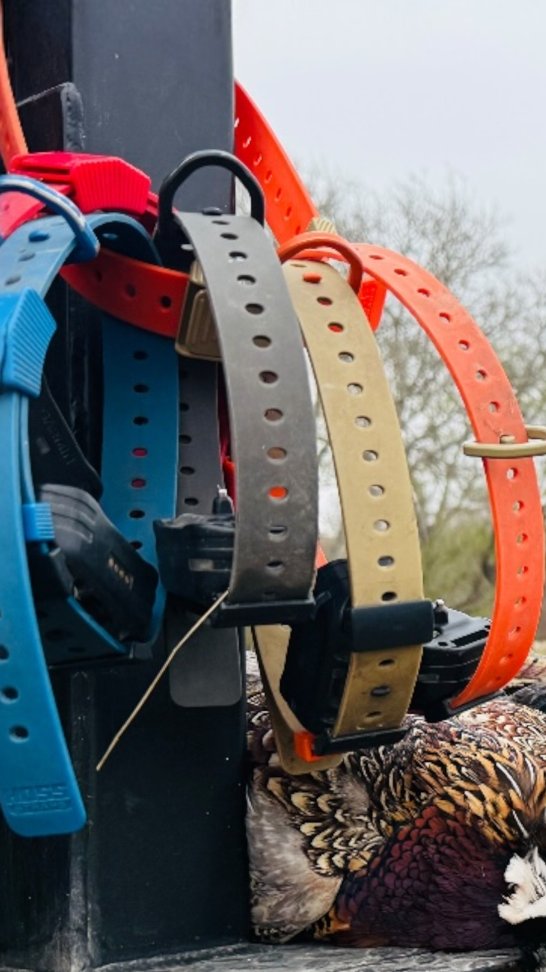 Field Setup (3 Collars) Hoss Straps dog collars, blue red black gray tan orange, 3-pack on Tampa Home & Garden Store