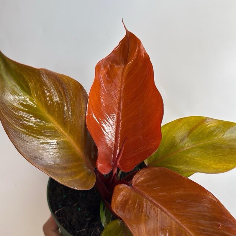 Philodendron Prince of Orange Indoor Plant
