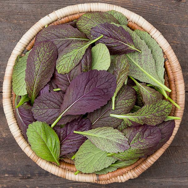 Garnet Giant Mustard Greens leaves in a woven basket; purple-green, fresh leafy greens on Tampa Home & Garden Store