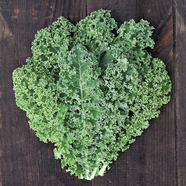 Meadowlark Kale leaves, curly dark-green greens atop wood surface on Tampa Home & Garden Store
