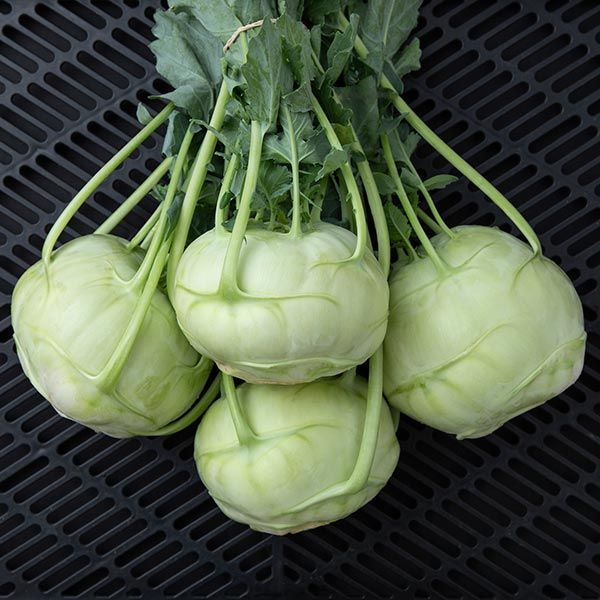 Trero Kohlrabi seeds from Seedtime Store; four pale green bulbs with leafy stems on black crate on Tampa Home & Garden Store