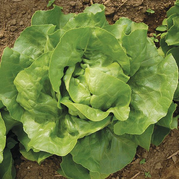 Optima Lettuce seeds green head lettuce growing in soil Seedtime Store on Tampa Home & Garden Store