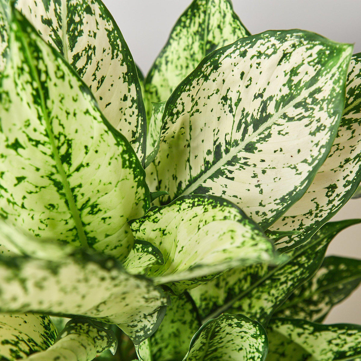 Chinese evergreen First Diamond indoor plant with cream and green variegated leaves on Tampa Home & Garden Store