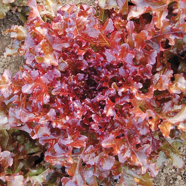 Red Salad Bowl Lettuce plant with burgundy leaves from Seedtime Store seeds on Tampa Home & Garden Store