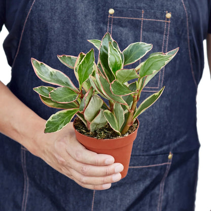 Peperomia Ginny indoor plant Rooted Treasures Farms variegated green leaves with pink edges on Tampa Home & Garden Store