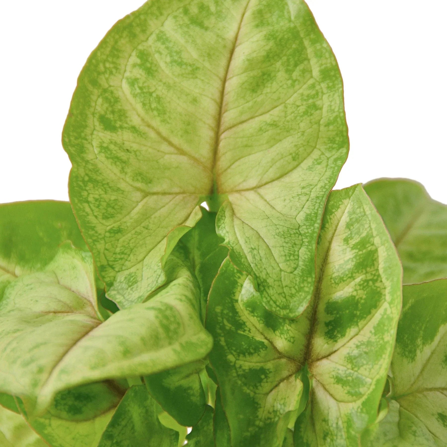 Syngonium Gold indoor plant leaves, variegated lime and cream patterns on Tampa Home & Garden Store