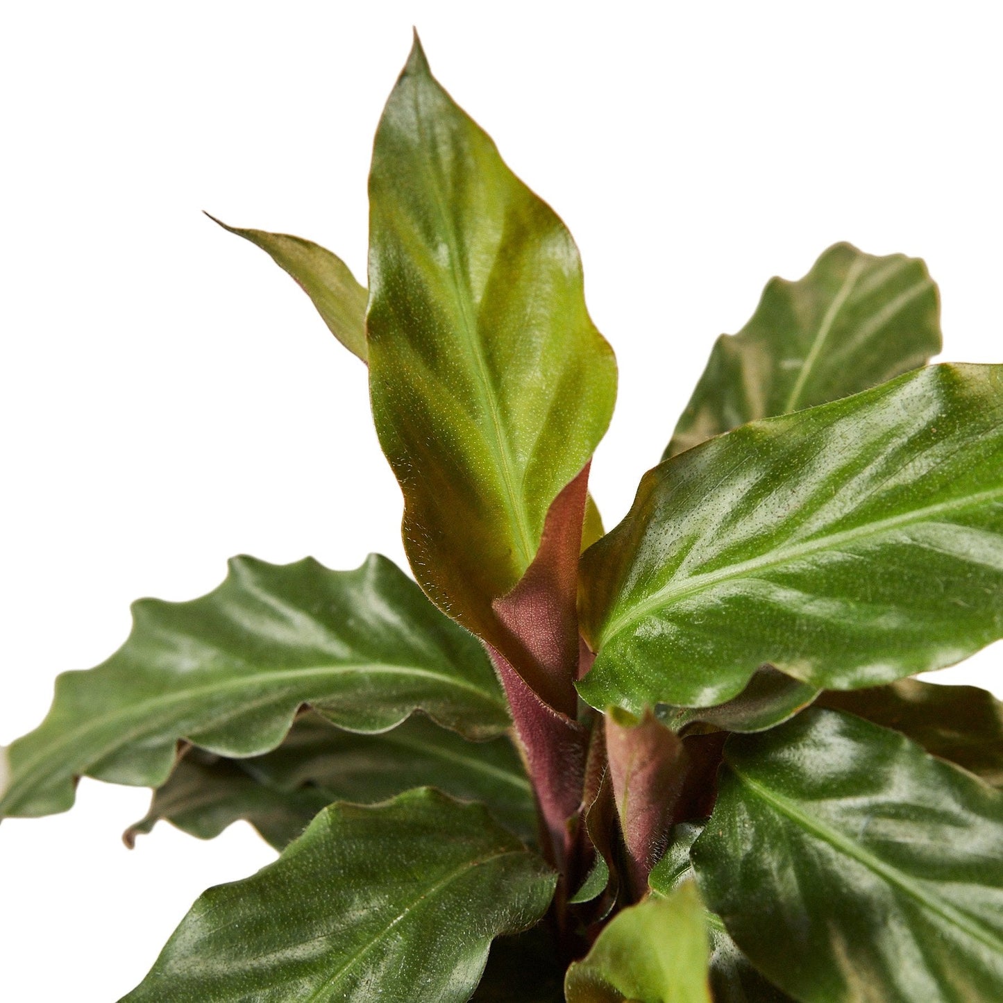 Calathea Rufibarba Furry Feather indoor plant with glossy green leaves and reddish stems on Tampa Home & Garden Store
