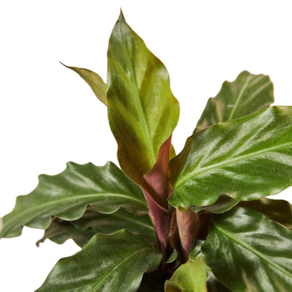 Calathea Rufibarba Furry Feather indoor plant with glossy green leaves and reddish stems on Tampa Home & Garden Store