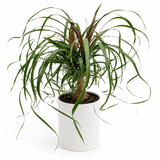 Ponytail Palm Plant in white pot with arching green leaves RUNOPLANTS palm houseplant on Tampa Home & Garden Store