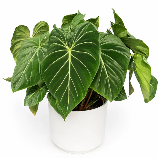 Rare Philodendron Gloriosum velvety leaves with pale venation in white pot on Tampa Home & Garden Store