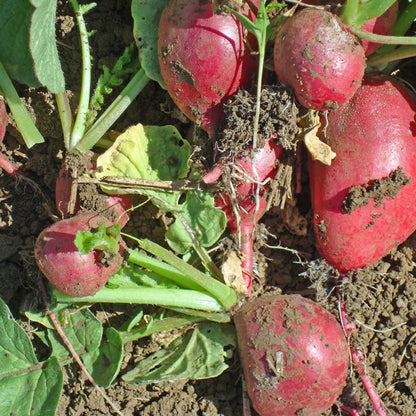 Cherry Belle radish seeds: several red radishes with green stems and soil on Tampa Home & Garden Store
