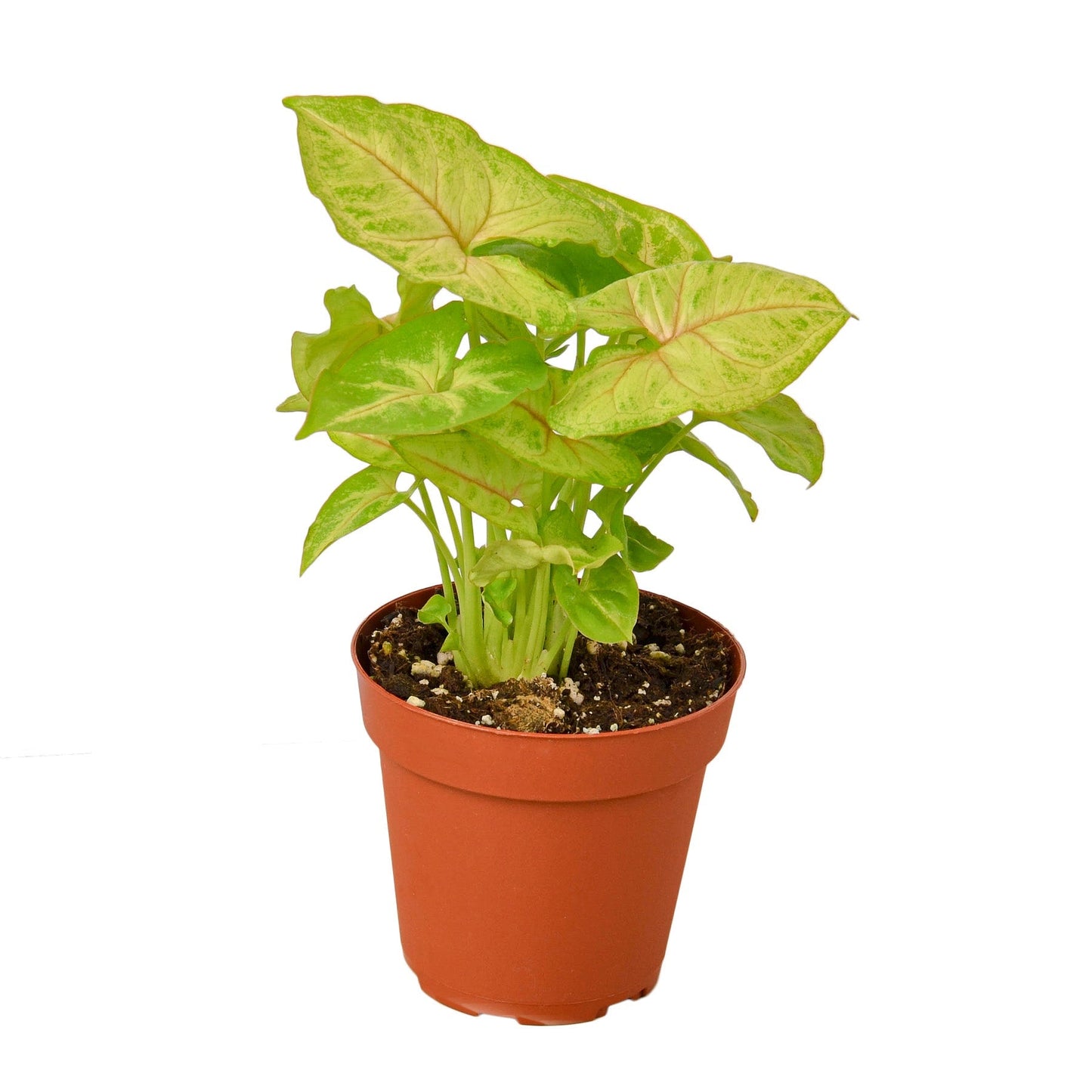 Syngonium Gold indoor plant with variegated lime green and cream leaves in a terracotta pot on Tampa Home & Garden Store