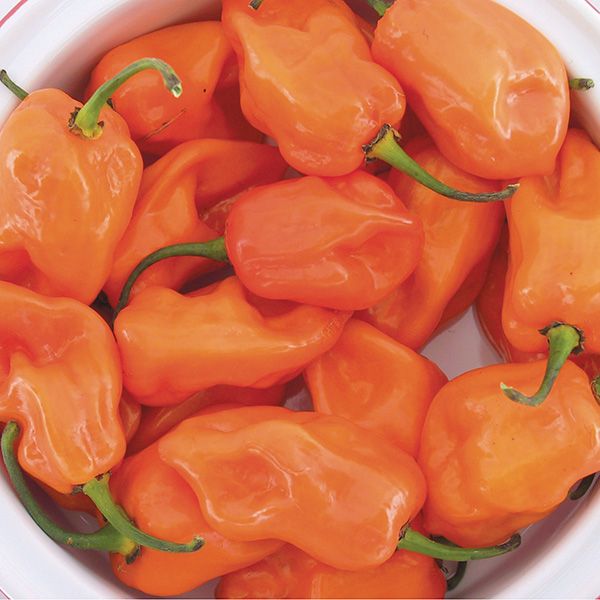 Magnum habanero peppers, orange fresh peppers in a white bowl Seedtime Store on Tampa Home & Garden Store