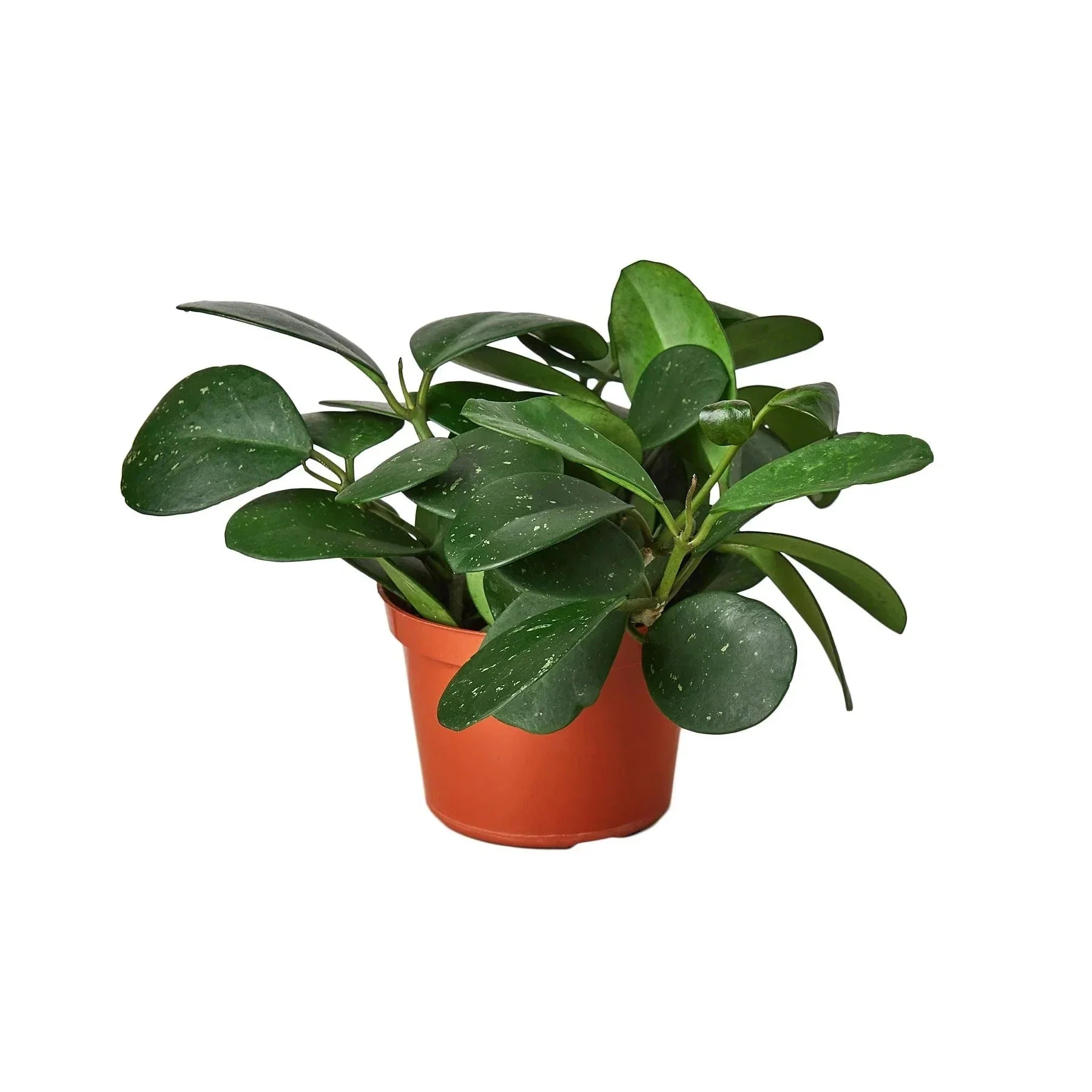 Hoya Obovata 4-inch potted houseplant House Plant Shop with glossy green oval leaves in orange pot on Tampa Home & Garden Store