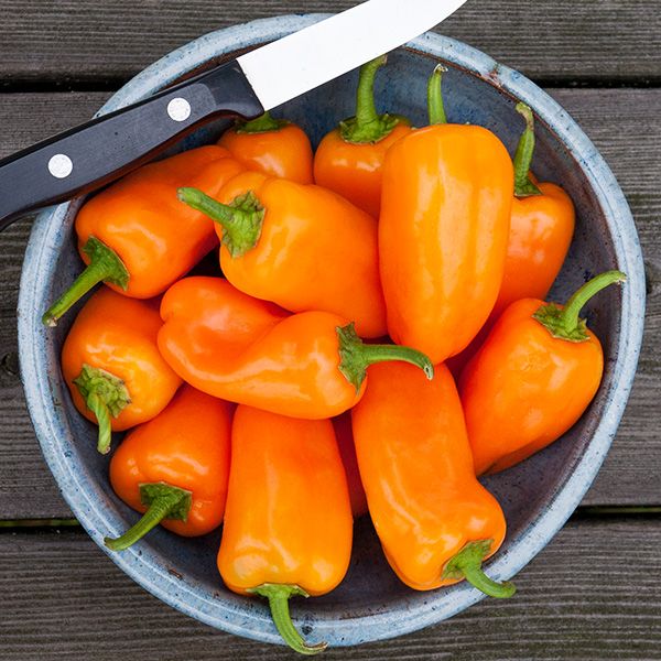HMS Orange Picnic Pepper peppers, bright orange, Seedtime Store in bowl with knife on Tampa Home & Garden Store