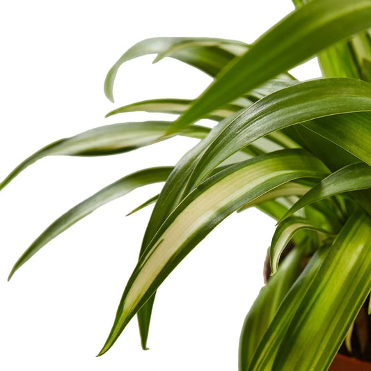 Spider Plant Hawaiian 4-inch variegated leaves, green with cream center, Rooted Treasures Farms on Tampa Home & Garden Store