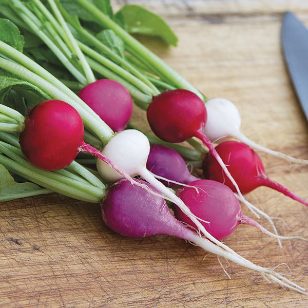 Valentine's Day radish seeds with red white and purple radishes and green tops on a wooden board on Tampa Home & Garden Store