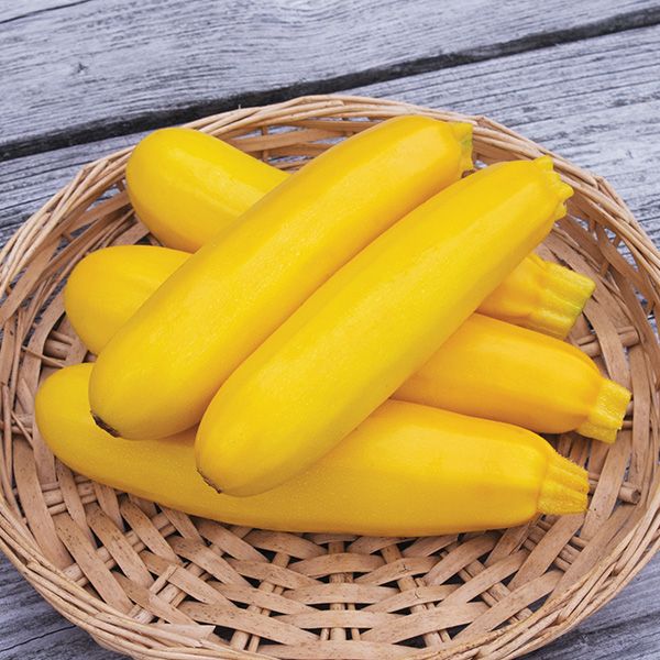 Yellowfin F1 zucchini in a wicker basket bright yellow squash Seedtime Store on Tampa Home & Garden Store