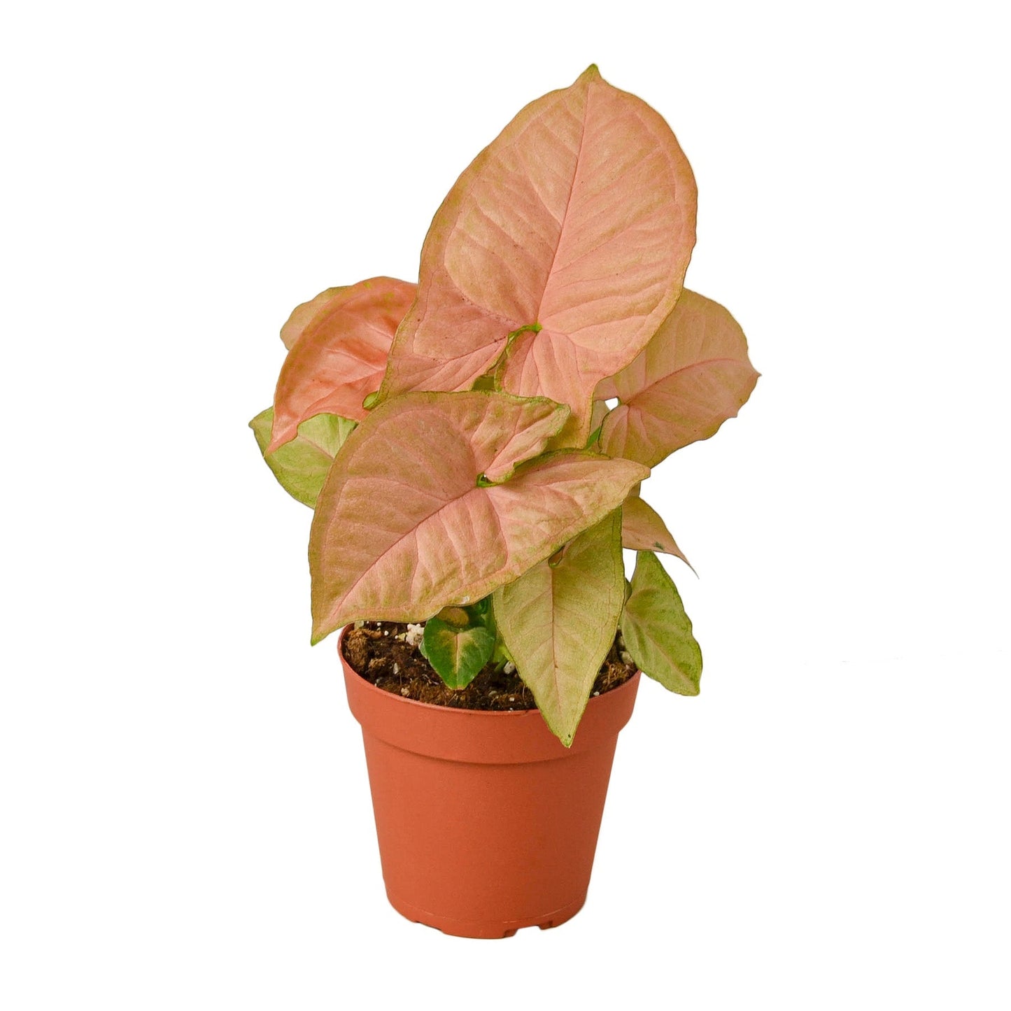 Syngonium Strawberry indoor plant in 4in nursery pot pink leaves Rooted Treasures Farms on Tampa Home & Garden Store