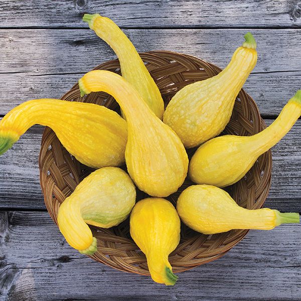 Yellow crookneck summer squash in a wicker basket on a weathered wooden surface on Tampa Home & Garden Store