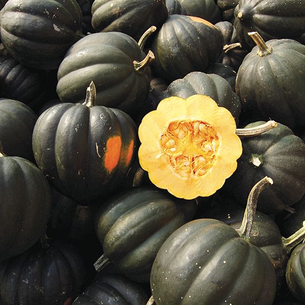 Sweet REBA Acorn Squash pile of dark green squash with cut-open yellow flesh center on Tampa Home & Garden Store