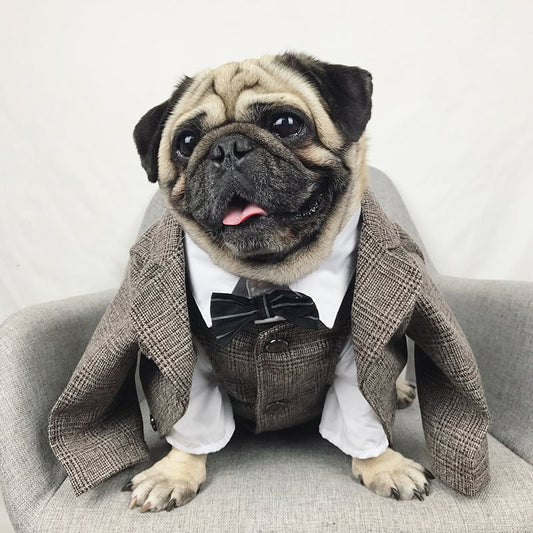 Pet wedding suit for a pug in brown tweed blazer, white shirt, black bow tie, Pet Zen on Tampa Home & Garden Store