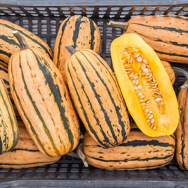 Honey Boat Delicata squash set with striped orange-yellow rind in crate on Tampa Home & Garden Store
