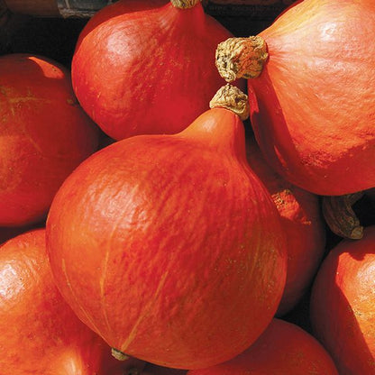 Red Kuri winter squash, orange bulbous gourds, Seedtime Store brand on Tampa Home & Garden Store
