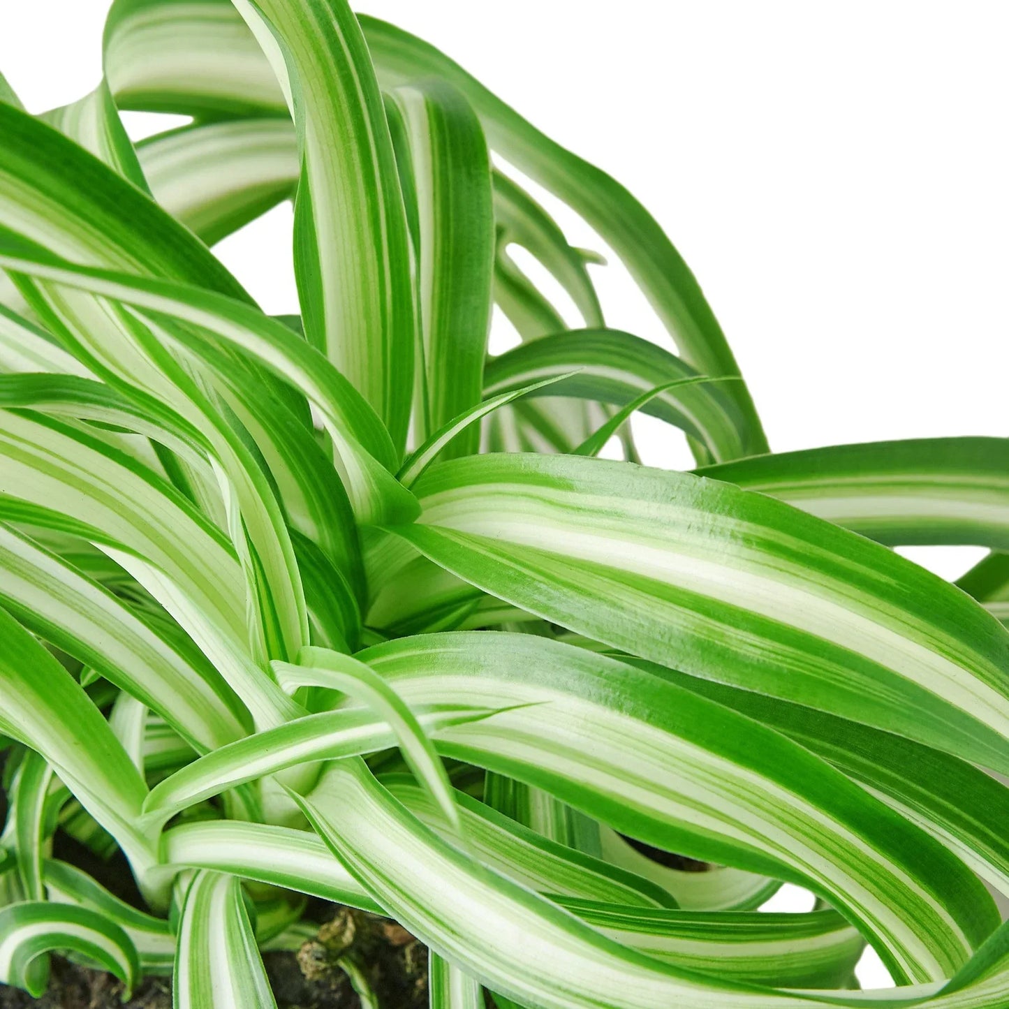 Spider Plant Bonnie variegated leaves with green and white stripes, potted houseplant on Tampa Home & Garden Store