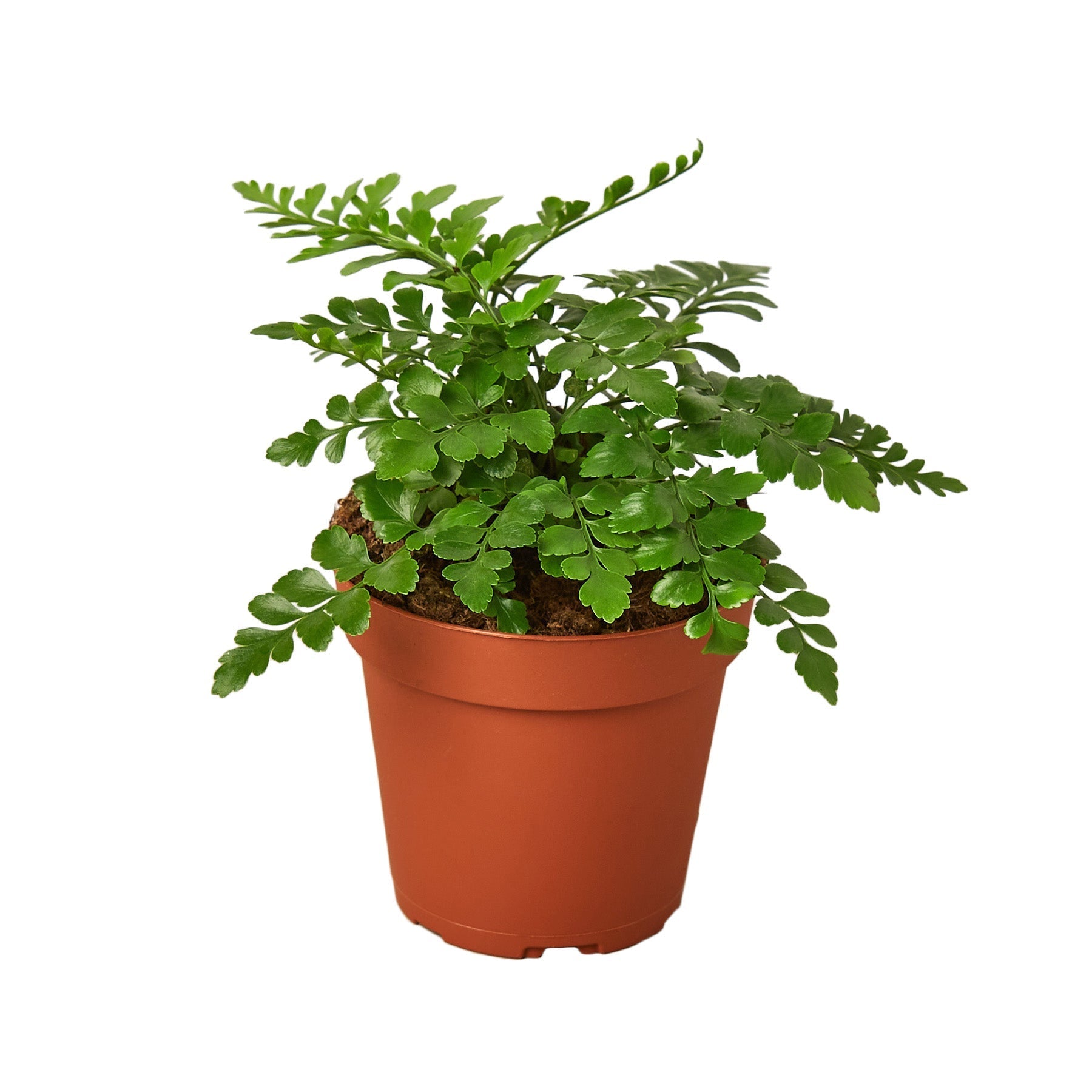 Austral Gem Fern indoor plant with lush green fronds in a terracotta pot on Tampa Home & Garden Store