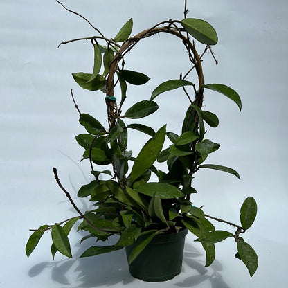 Hoya Publicalyx Splash potted houseplant with trailing green leaves on a twig hoop RUNOPLANTS on Tampa Home & Garden Store