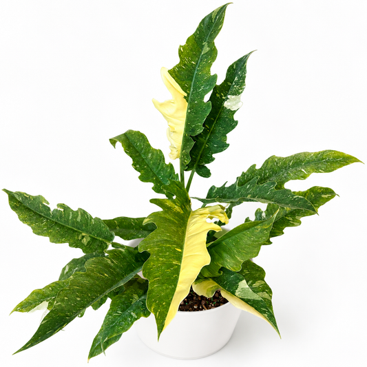 Philodendron ‘Ring of Fire’