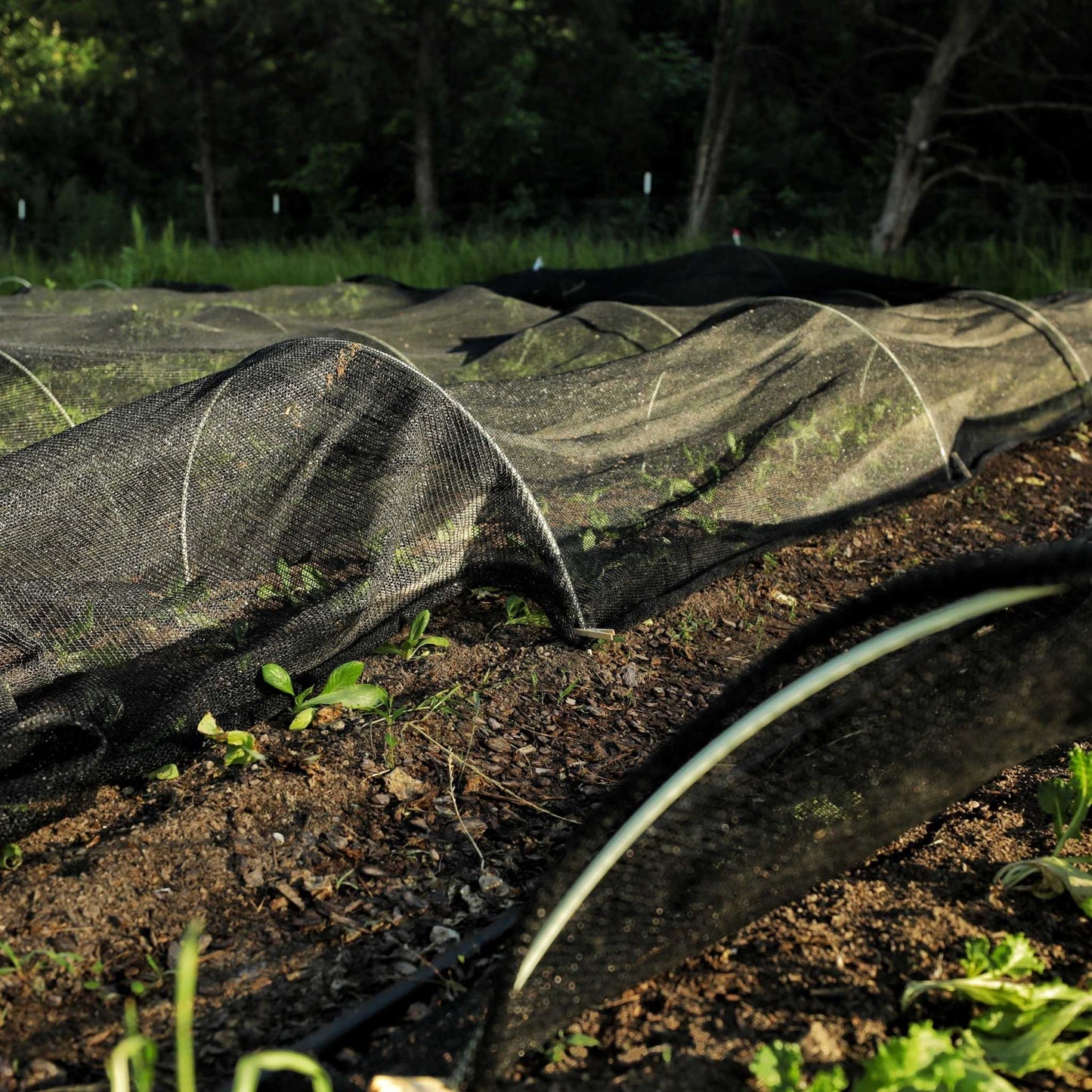 Malla de sombra negra para invernadero al 50 % | Malla de sombra negra