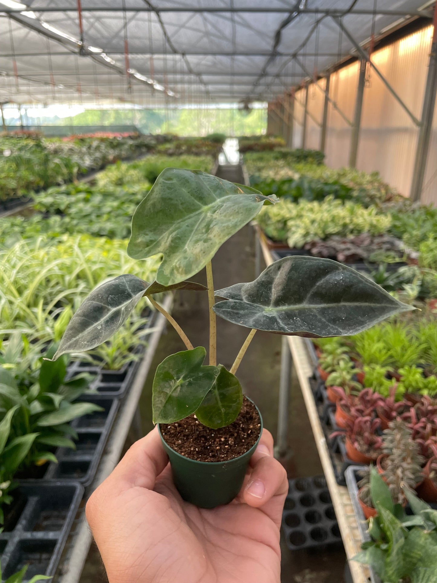Alocasia Polly African Mask indoor plant with variegated leaves in pot Rooted Treasures Farms on Tampa Home & Garden Store