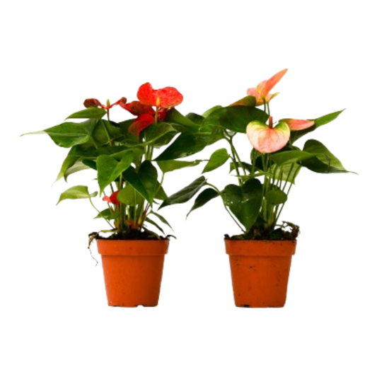 2 Anthurium variety pack plants in 4-inch orange terracotta pots with red and peach spathes Rooted Treasures Farms on Tampa Home & Garden Store