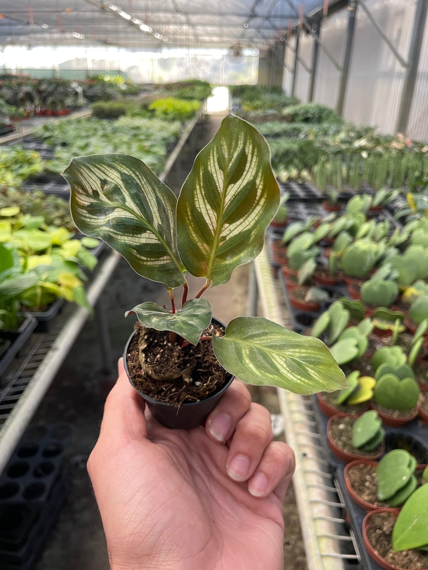 Calathea Makoyana 4in plant with variegated leaves in small black pot on greenhouse shelf on Tampa Home & Garden Store