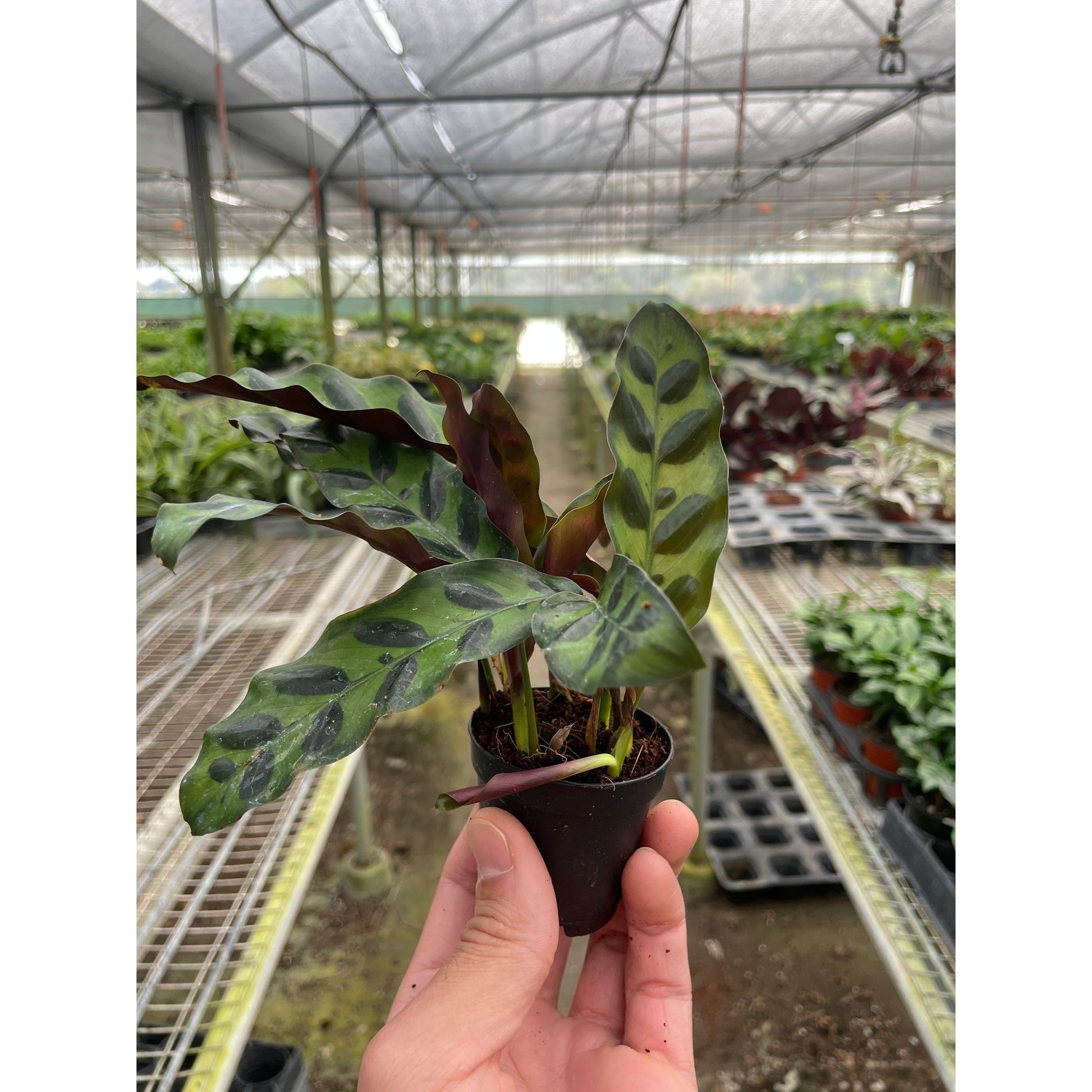 Calathea Lancifolia 'Rattlesnake' indoor plant in pot green leaves Rooted Treasures Farms on Tampa Home & Garden Store