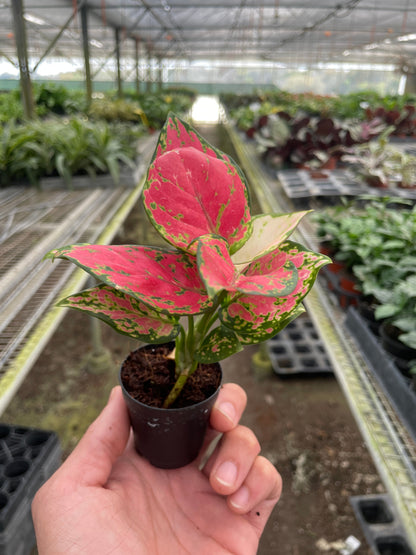Indoor plant Chinese Evergreen Lady Valentine pink-green leaves in pot by Rooted Treasures Farms on Tampa Home & Garden Store