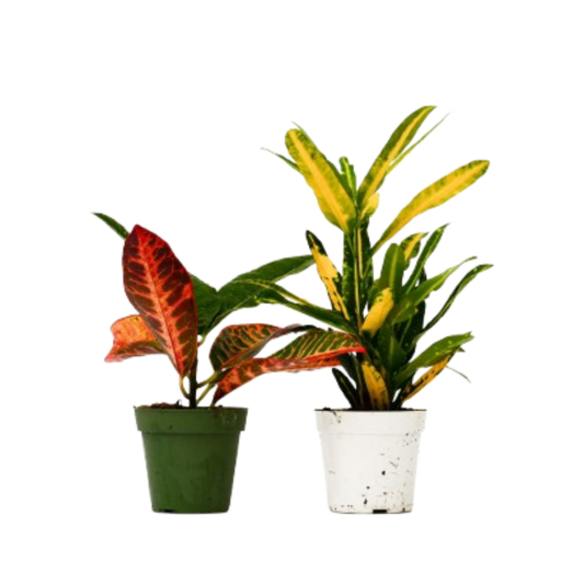Croton variety pack 2x4 inch pots red-orange and yellow-green crotons in green/white pots on Tampa Home & Garden Store