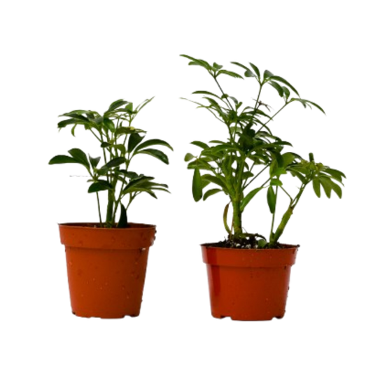 Two Schefflera plants in 4in terracotta pots Rooted Treasures Farms potted houseplants on Tampa Home & Garden Store