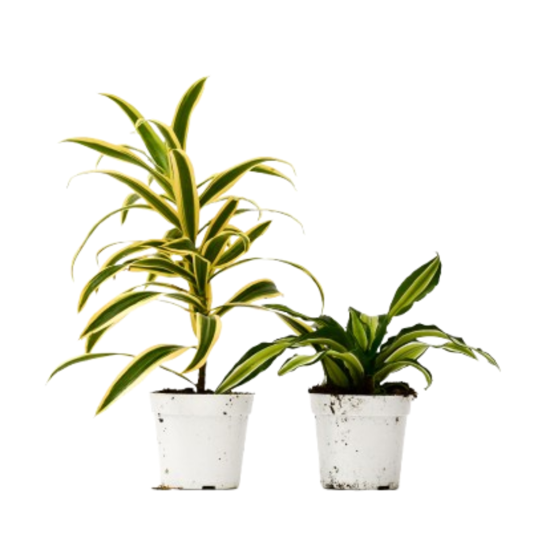 Two Dracaena plants in 4-inch pots with variegated leaves from Rooted Treasures Farms on Tampa Home & Garden Store