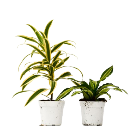 Two Dracaena plants in 4-inch pots with variegated leaves from Rooted Treasures Farms on Tampa Home & Garden Store