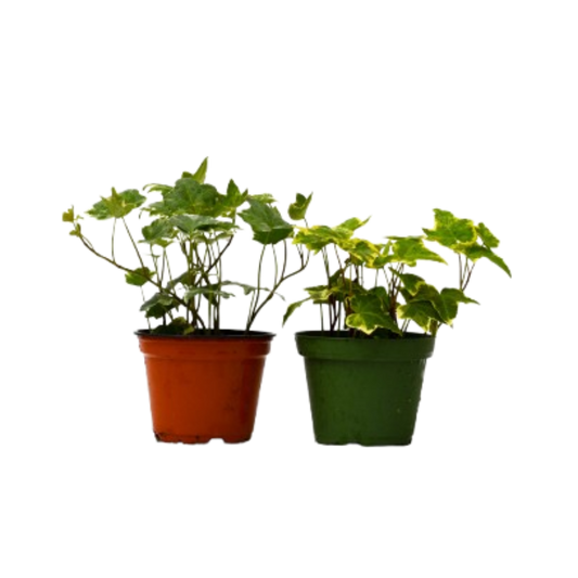 2 English Ivy plants in 4-inch pots, orange and green, from House Plant Shop variety pack on Tampa Home & Garden Store