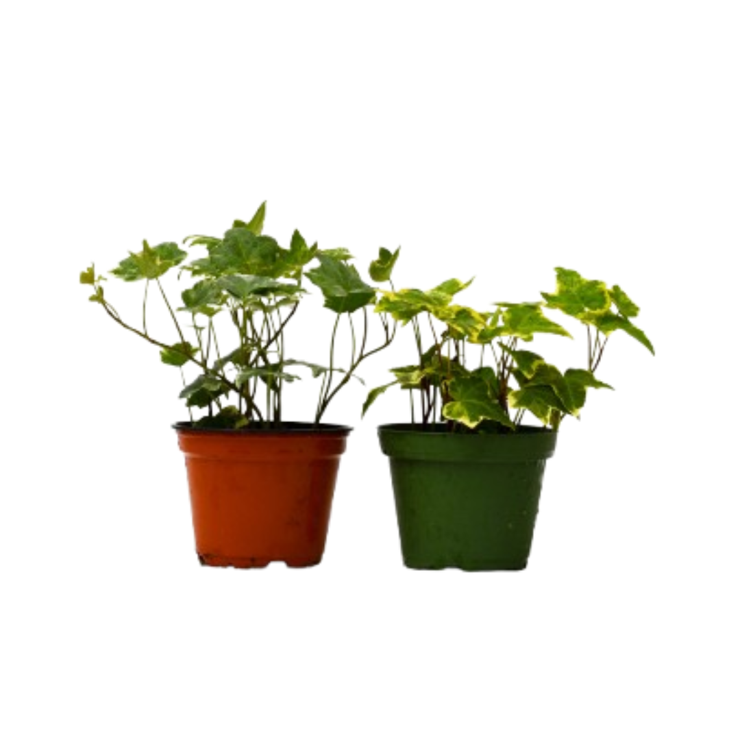 2 English Ivy Variety Pack in 4in pots orange and green Rooted Treasures Farms on Tampa Home & Garden Store
