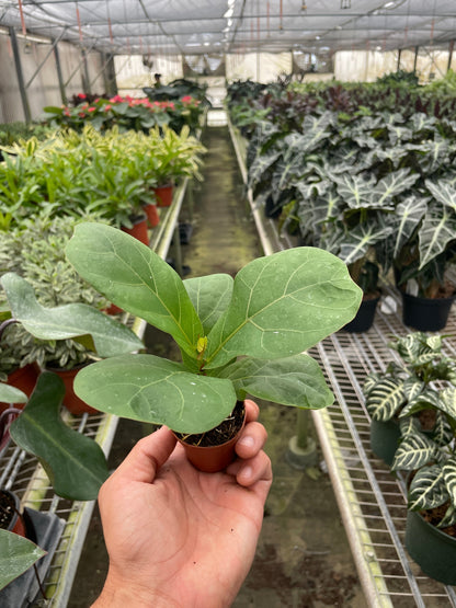 Fiddle Leaf Fig plant, Ficus Lyrata, compact pot, green leaves, Rooted Treasures Farms indoor on Tampa Home & Garden Store